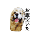 犬と過ごす日常生活（個別スタンプ：11）