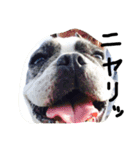 犬と過ごす日常生活（個別スタンプ：12）