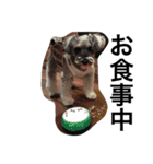 犬と過ごす日常生活（個別スタンプ：13）
