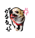 犬と過ごす日常生活（個別スタンプ：14）