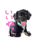 犬と過ごす日常生活（個別スタンプ：15）