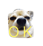 犬と過ごす日常生活（個別スタンプ：16）