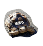 ケヅメリクガメのスタンプ（個別スタンプ：3）