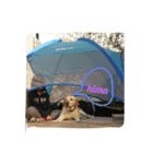 fallen Angel dog 6（個別スタンプ：1）