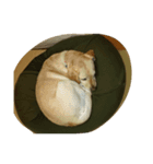 fallen Angel dog 6（個別スタンプ：4）
