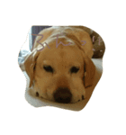 fallen Angel dog 6（個別スタンプ：5）