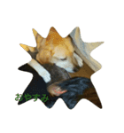 fallen Angel dog 6（個別スタンプ：8）
