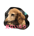 ほっこりスタンプ3（個別スタンプ：1）