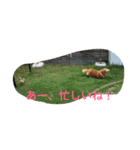 ほっこりスタンプ3（個別スタンプ：8）