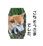 オフィスレディ柴犬（個別スタンプ：10）