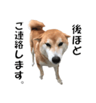 オフィスレディ柴犬（個別スタンプ：11）