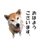 オフィスレディ柴犬（個別スタンプ：12）