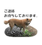 オフィスレディ柴犬（個別スタンプ：18）