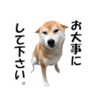 オフィスレディ柴犬（個別スタンプ：19）