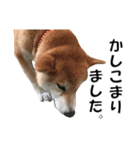 オフィスレディ柴犬（個別スタンプ：21）