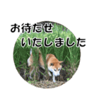 オフィスレディ柴犬（個別スタンプ：29）