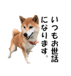 オフィスレディ柴犬（個別スタンプ：30）