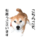 オフィスレディ柴犬（個別スタンプ：33）