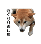 オフィスレディ柴犬（個別スタンプ：34）