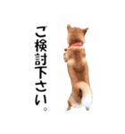 オフィスレディ柴犬（個別スタンプ：35）