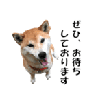 オフィスレディ柴犬（個別スタンプ：37）