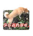 オフィスレディ柴犬（個別スタンプ：40）