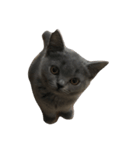 DAIFUKU NEKO（個別スタンプ：1）