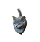 DAIFUKU NEKO（個別スタンプ：3）