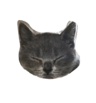DAIFUKU NEKO（個別スタンプ：6）