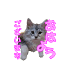 ゴージャスな猫のつぶやき4（個別スタンプ：1）