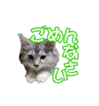 ゴージャスな猫のつぶやき4（個別スタンプ：3）