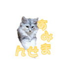 ゴージャスな猫のつぶやき4（個別スタンプ：4）