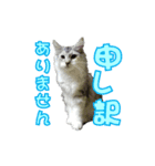 ゴージャスな猫のつぶやき4（個別スタンプ：5）