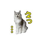 ゴージャスな猫のつぶやき4（個別スタンプ：6）