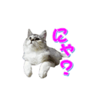 ゴージャスな猫のつぶやき4（個別スタンプ：7）