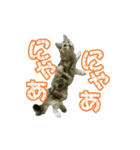 ゴージャスな猫のつぶやき4（個別スタンプ：8）