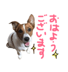 愛しのわんこミミ。ジャックラッセル3（個別スタンプ：1）