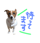 愛しのわんこミミ。ジャックラッセル3（個別スタンプ：3）
