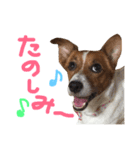 愛しのわんこミミ。ジャックラッセル3（個別スタンプ：4）