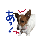 愛しのわんこミミ。ジャックラッセル3（個別スタンプ：7）