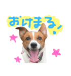 愛しのわんこミミ。ジャックラッセル3（個別スタンプ：8）