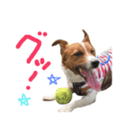 愛しのわんこミミ。ジャックラッセル3（個別スタンプ：11）