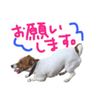 愛しのわんこミミ。ジャックラッセル3（個別スタンプ：13）