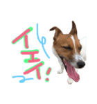 愛しのわんこミミ。ジャックラッセル3（個別スタンプ：14）