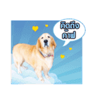 Auto Golden（個別スタンプ：12）