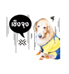 Auto Golden（個別スタンプ：17）