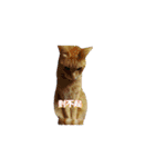 harry and tonto（個別スタンプ：23）