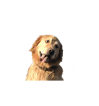 犬猫ファミリー（個別スタンプ：1）