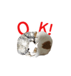 犬猫ファミリー（個別スタンプ：2）