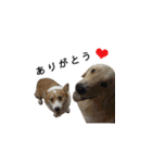 犬猫ファミリー（個別スタンプ：4）